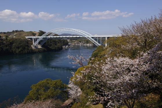 新西海橋（桜）2