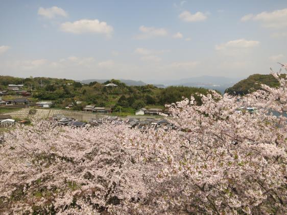 横瀬浦公園　桜