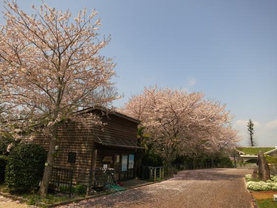横瀬浦公園　桜3