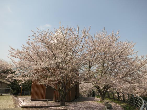 横瀬浦公園　桜4