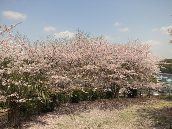 横瀬浦公園　桜5