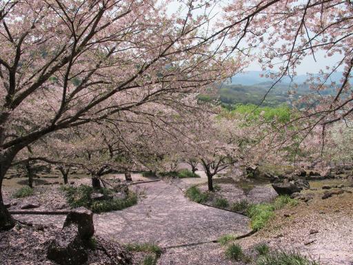 四本堂公園　桜
