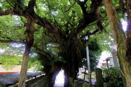 奈良尾のあこう樹