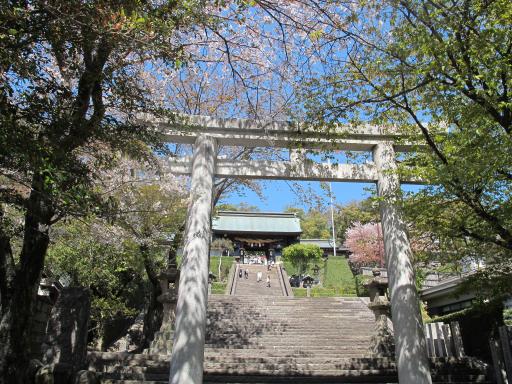 諏訪神社（桜）1