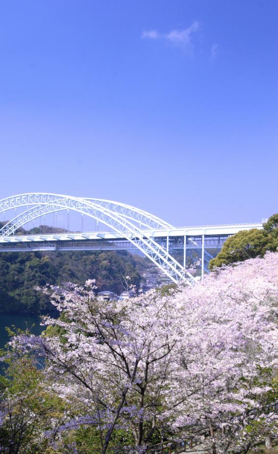西海橋　桜3©SASEBO