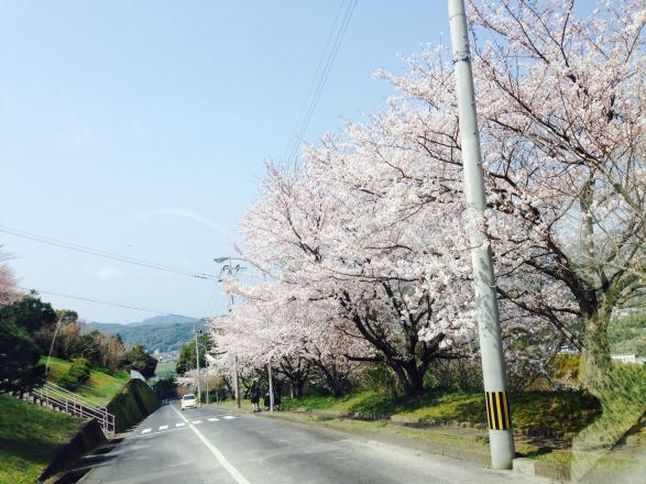 桜満開!葉商坂©SASEBO