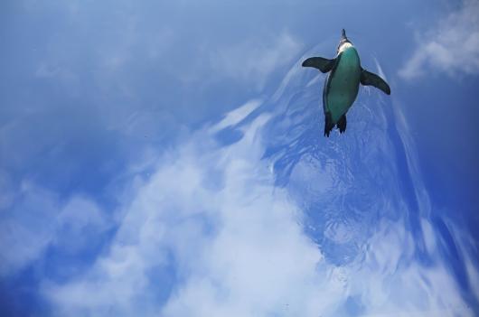 ペンギンが青空を飛んだ!©SASEBO