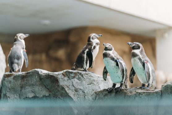 長崎ペンギン水族館1©NAGASAKI CITY