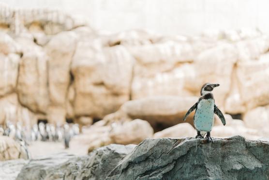 長崎ペンギン水族館©NAGASAKI CITY
