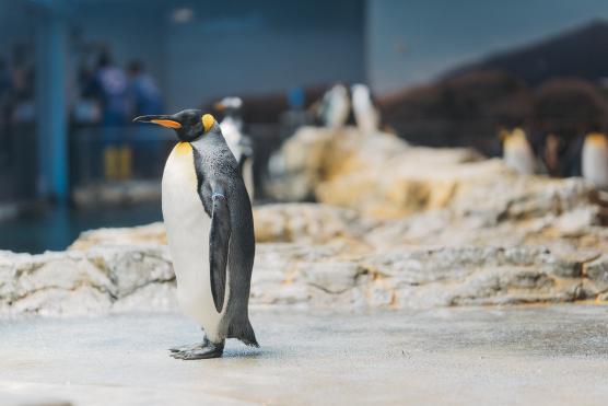 長崎ペンギン水族館©NAGASAKI CITY