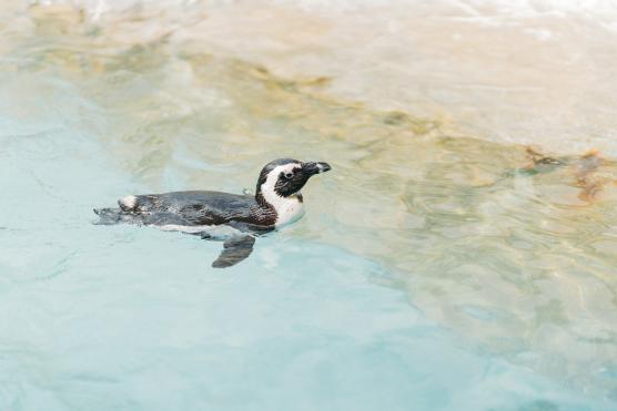 長崎ペンギン水族館©NAGGASAKI
