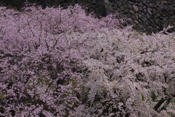 島原城の桜2