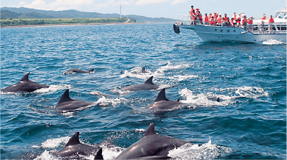 イルカウォッチング