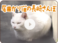 尾曲がり猫の長崎さんぽ