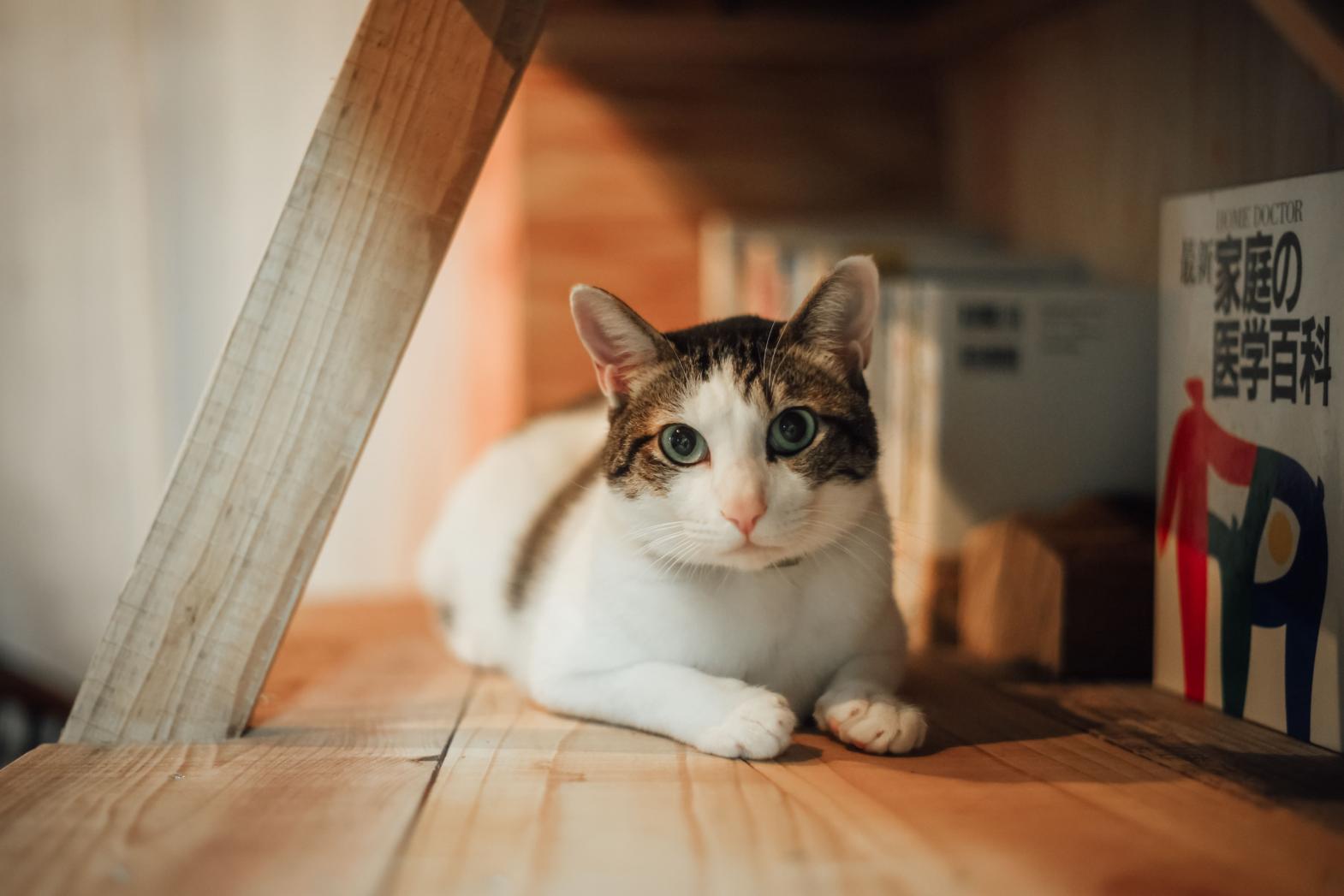 ネコとうさぎがいるメルヘン空間でわたしに還る-0