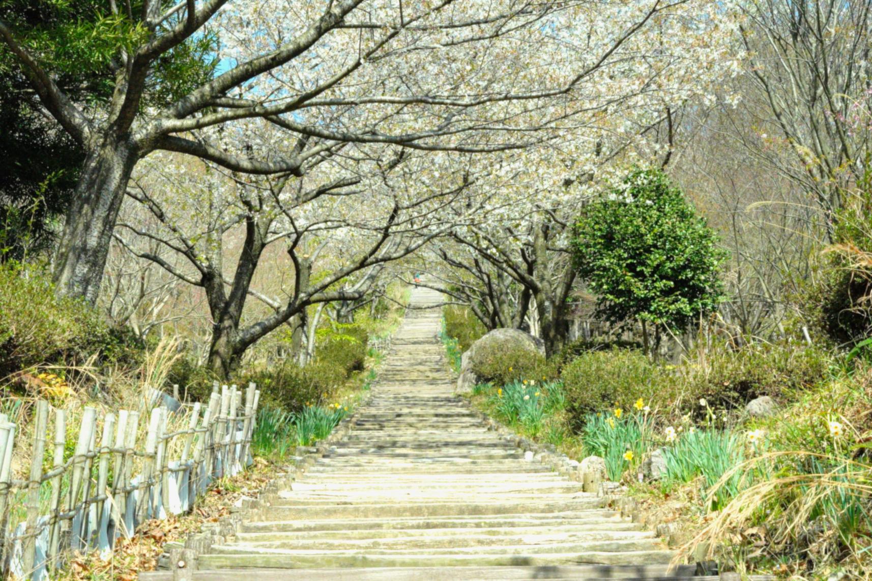 桜の季節に、999段の桜並木道を登って琴平スカイパークに行こう！-0