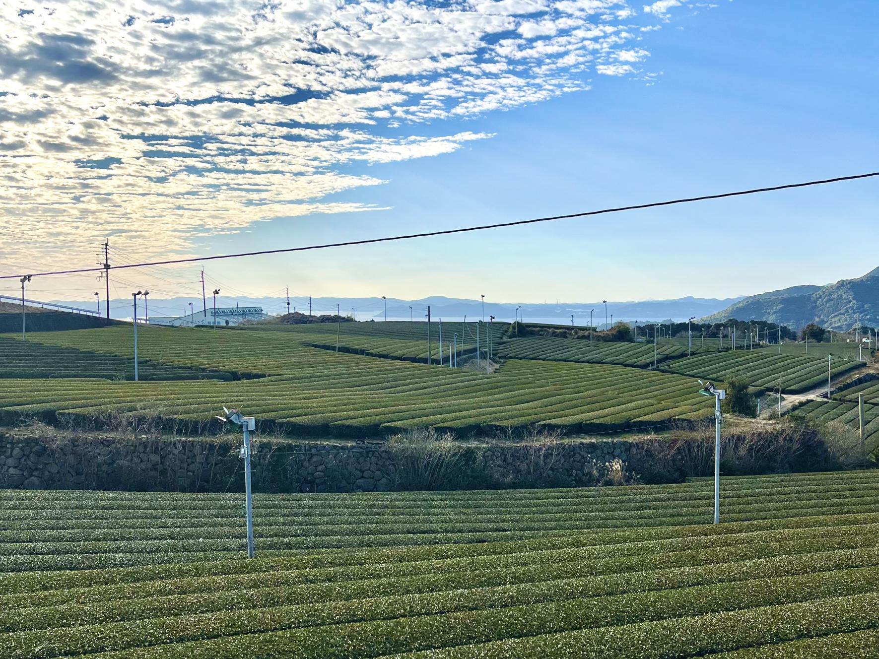 茶畑を見渡せる「赤木の茶畑ロータリー」-0