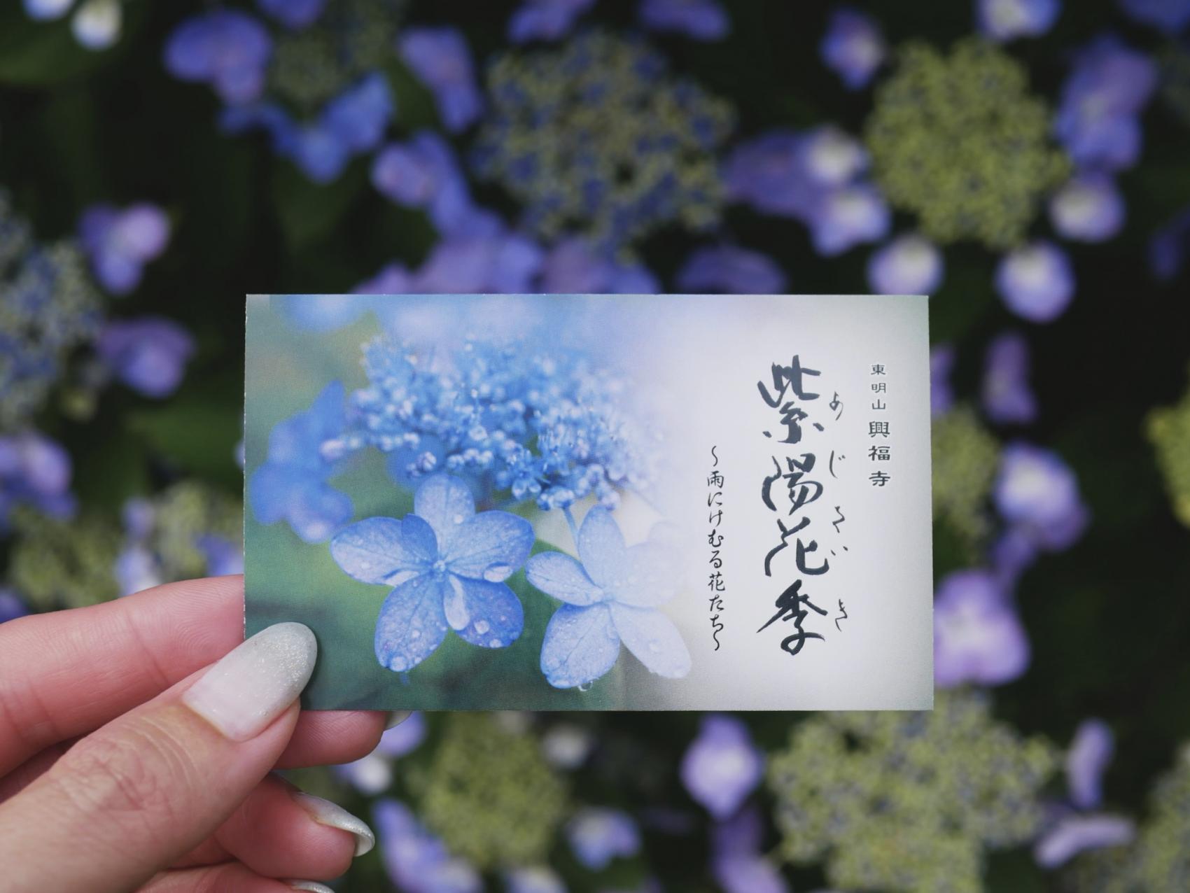 ２回以上訪れるなら『紫陽花パスポート』がお得！-0