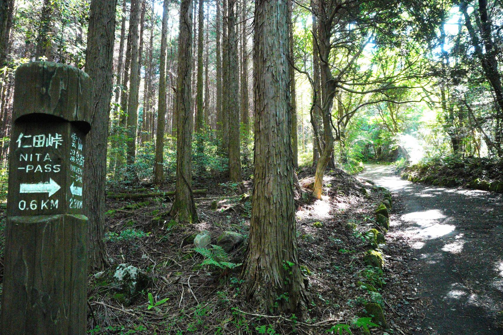 ミヤマキリシマ咲く絶景シーズンに雲仙普賢岳登山！駐車場から妙見岳