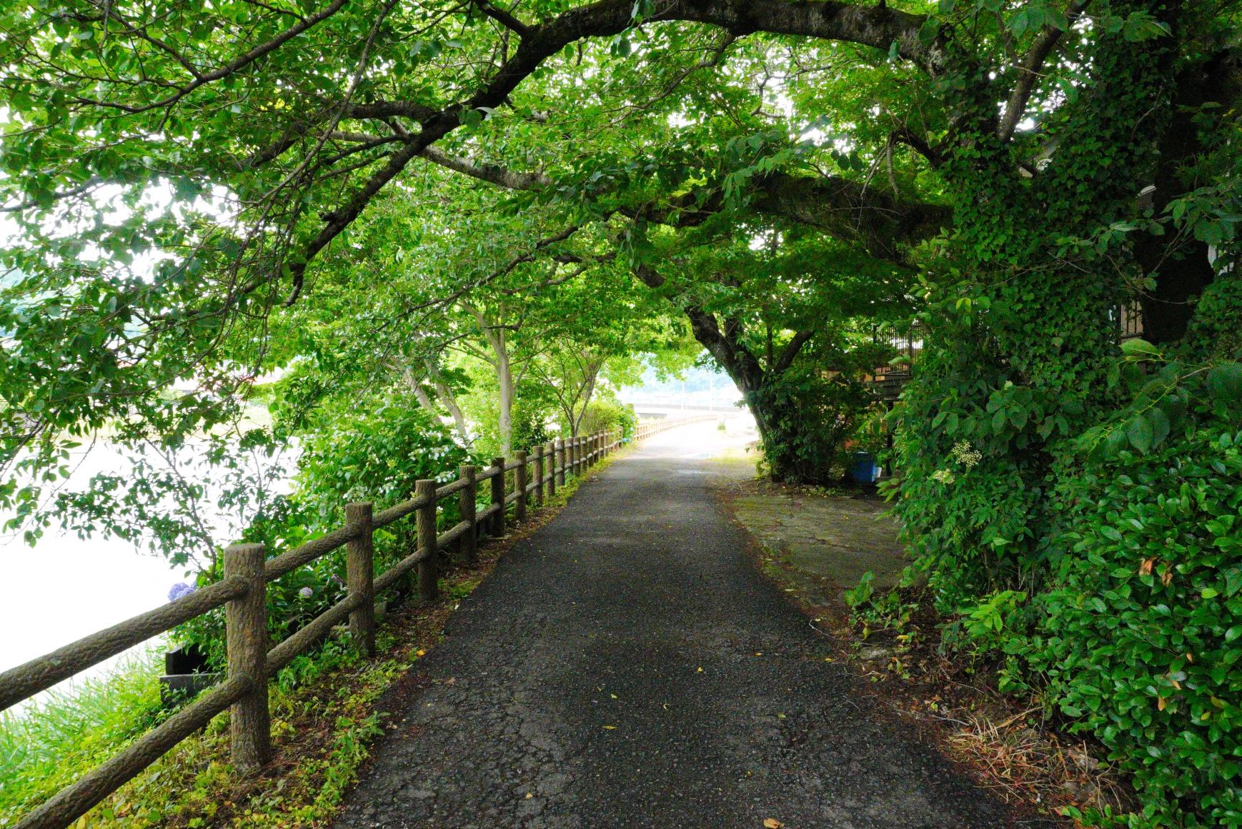 川棚川沿いの道で癒されて-0