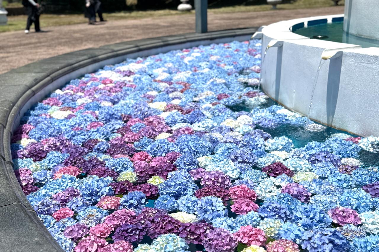 長崎の巨大花手水【山茶花高原ピクニックパーク・ハーブ園】アジサイと