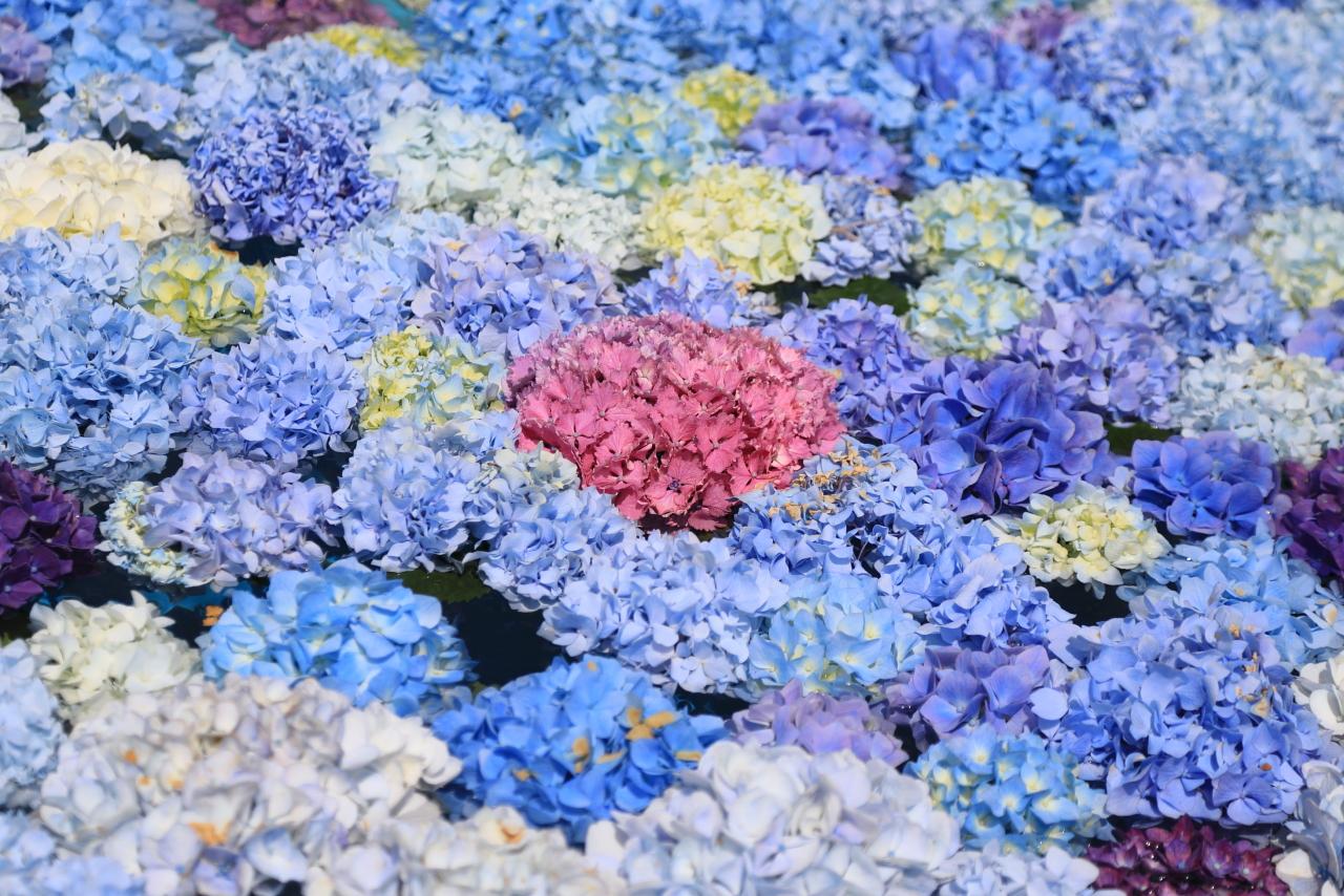花手水は、2023年から始まりました-0