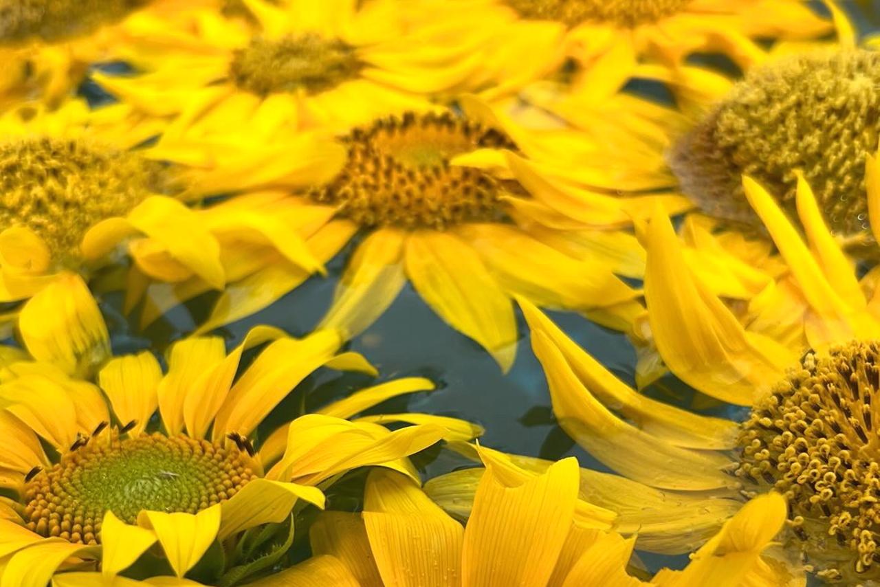 ８月には、「ひまわり花手水」も開催されます！-1