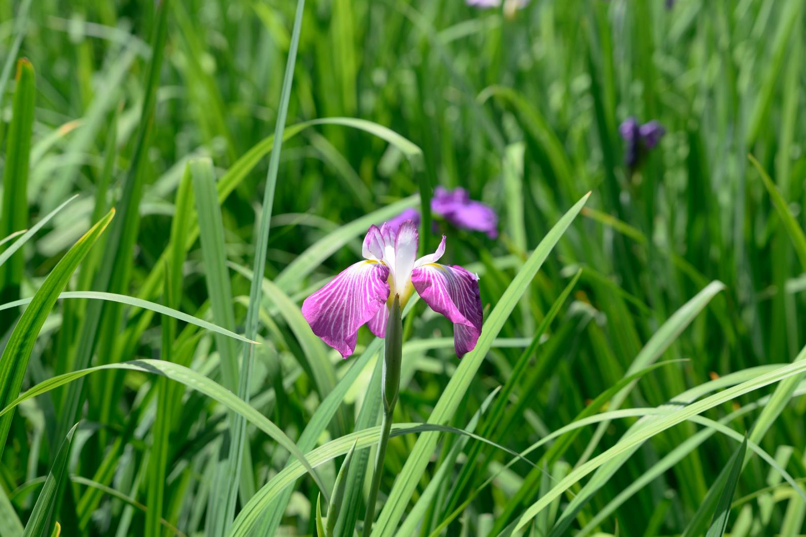 大村公園で、お城と季節の花にうっとり-3