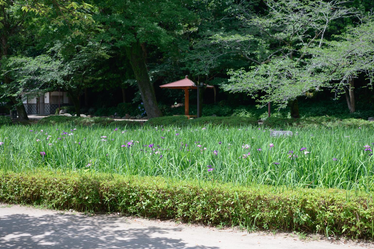 大村公園で、お城と季節の花にうっとり-2