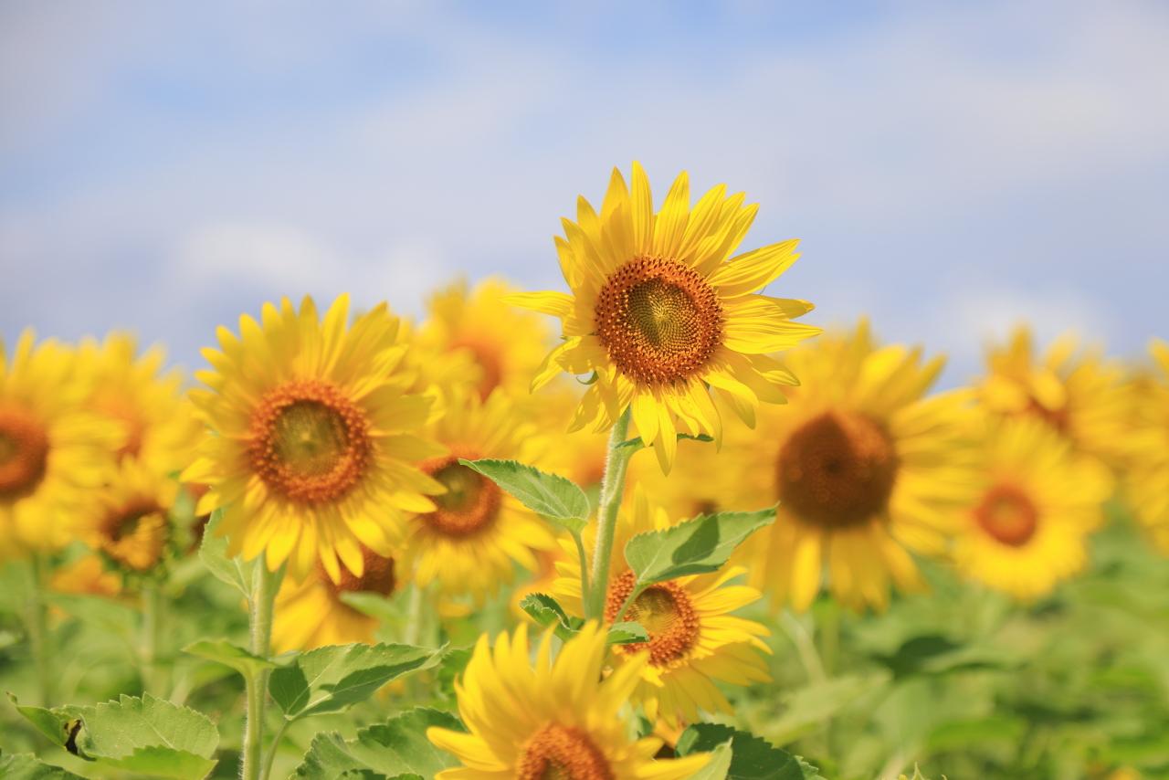 景色も土も豊かにするヒマワリ畑-0