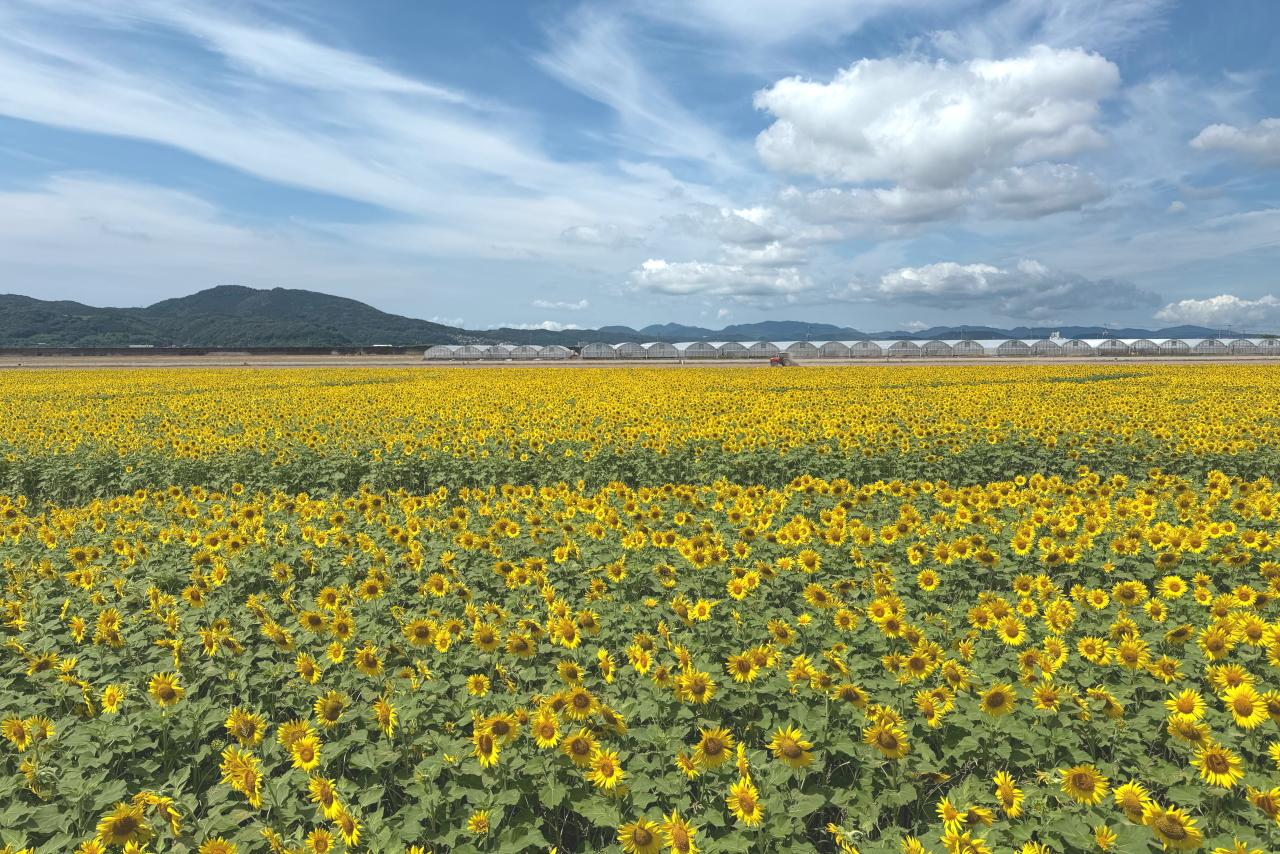 景色も土も豊かにするヒマワリ畑-2
