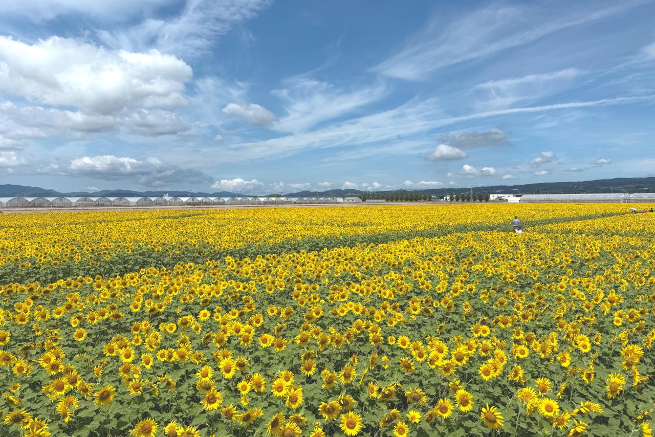 景色も土も豊かにするヒマワリ畑-1