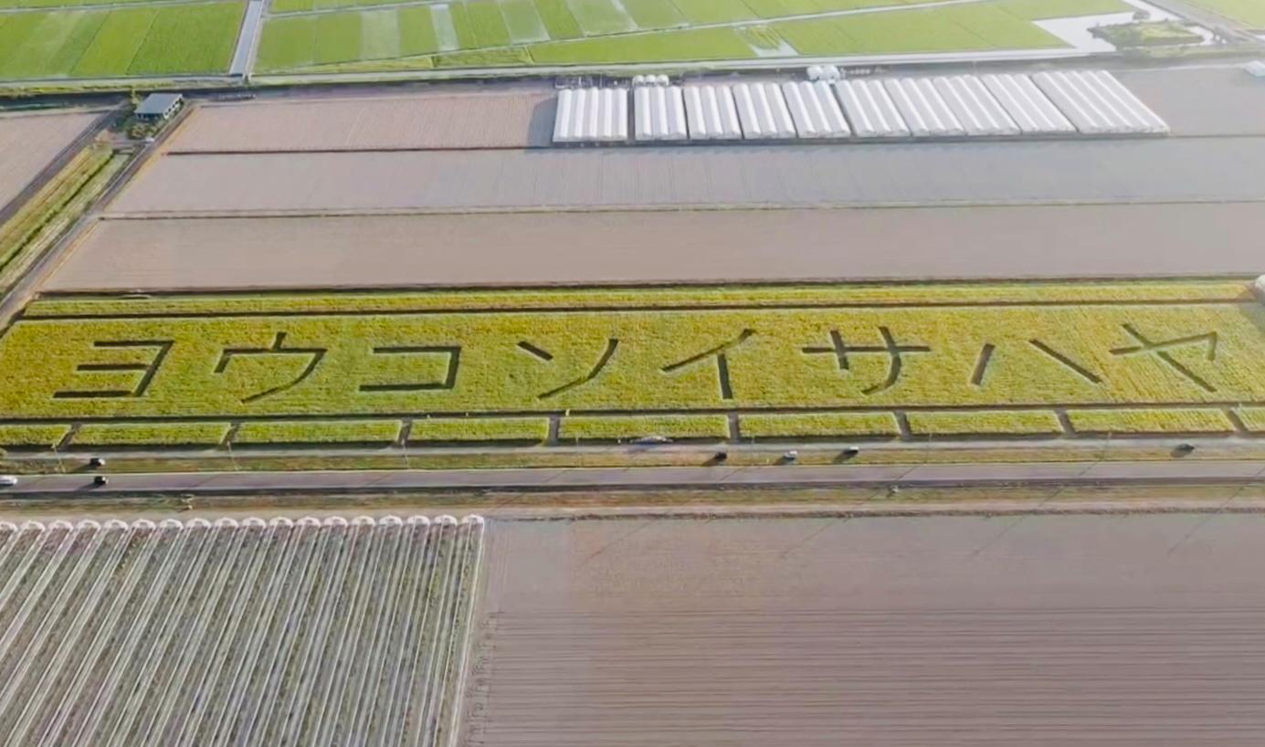 農地をキャンバスにした巨大な「ヨウコソイサハヤ」の文字アート-0