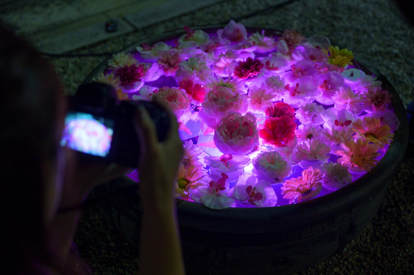 おすすめ撮影スポット！寿福寺の「和傘タワー」と「花手水」-2