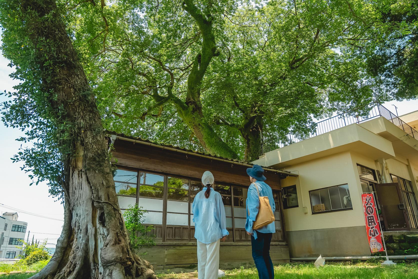 樹齢700年の「山祇神社」と見落としがちな謎の記念樹-0