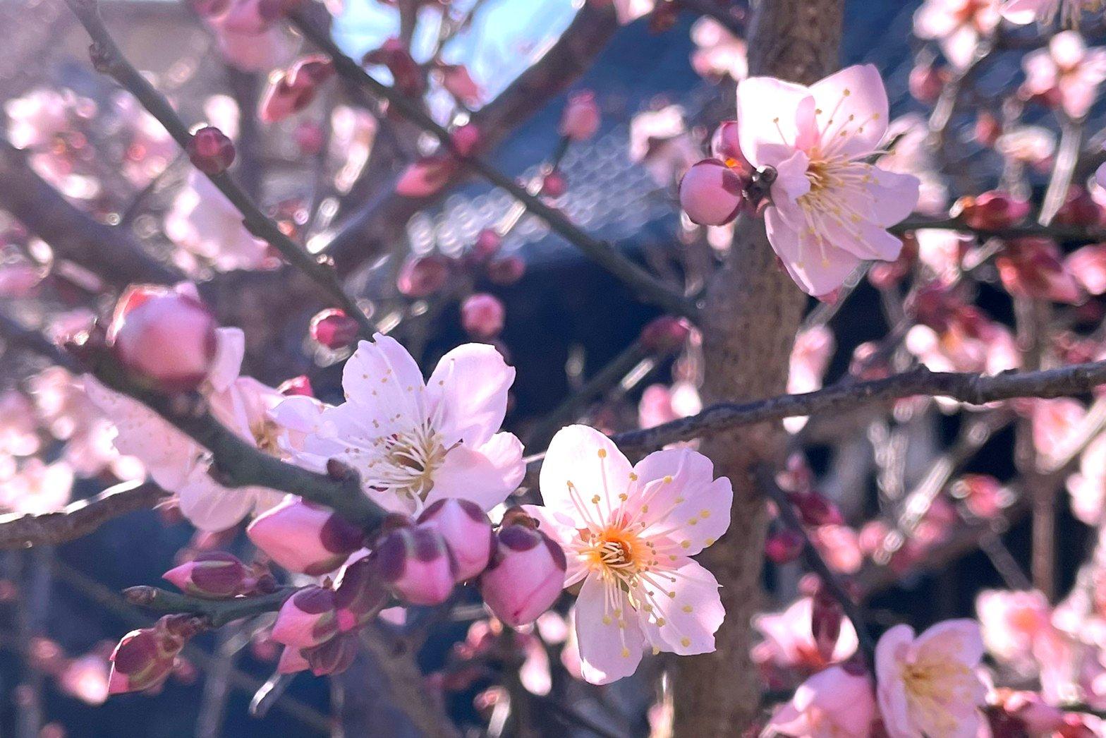 柔らかな春の光に包まれて  梅の花が優しく香っていました-0