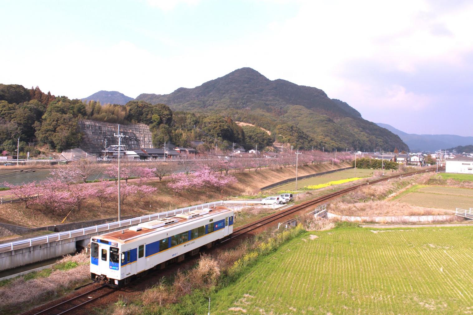 ◆河津桜・菜の花×松浦鉄道のある風景-0