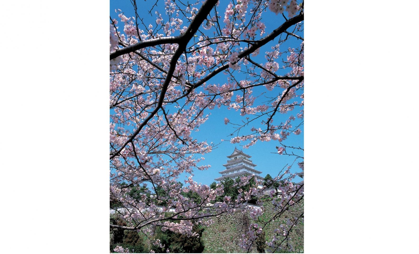 ◆島原城の桜-0