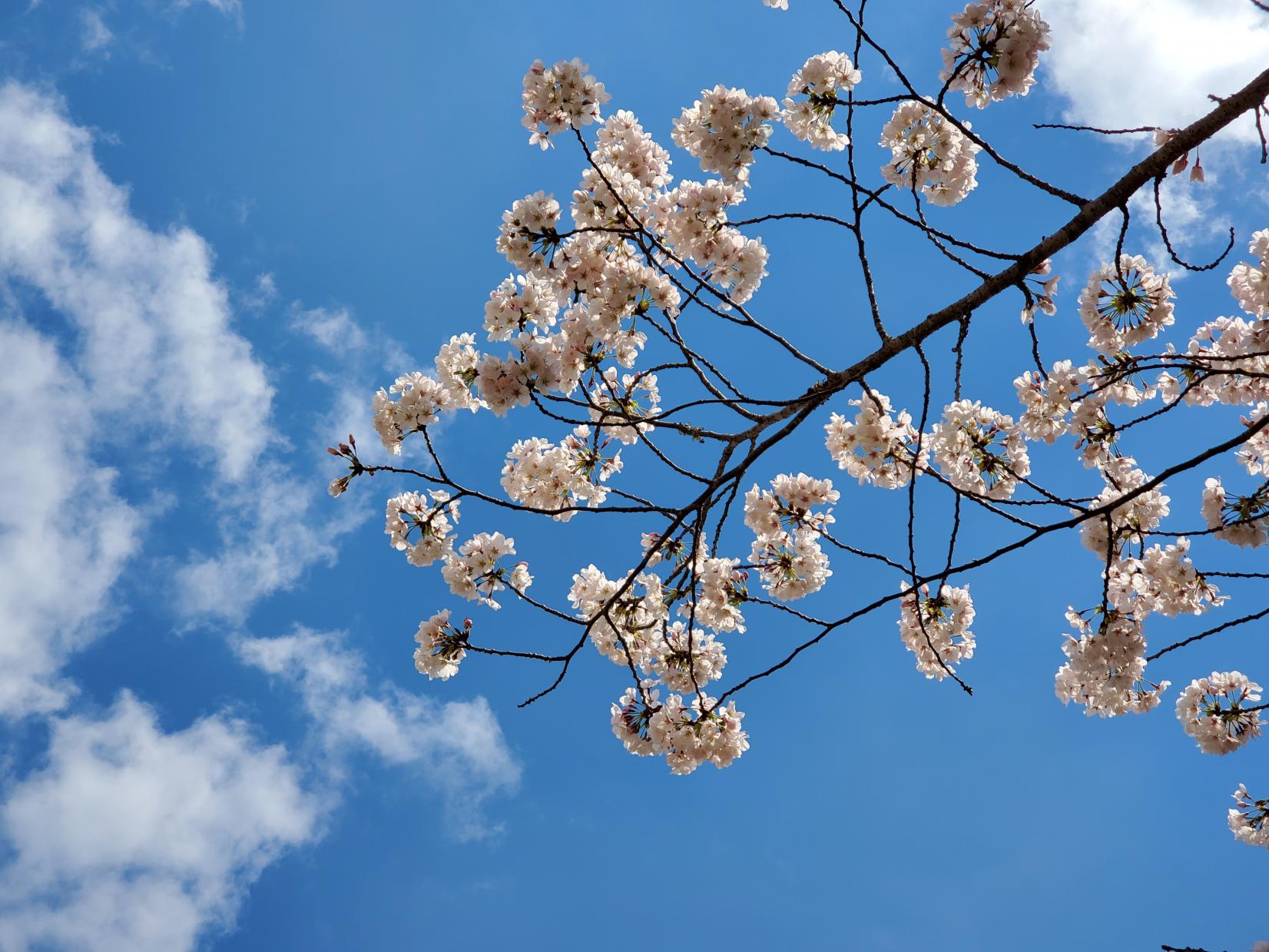 満開の桜と春風を五感で感じて深呼吸-0