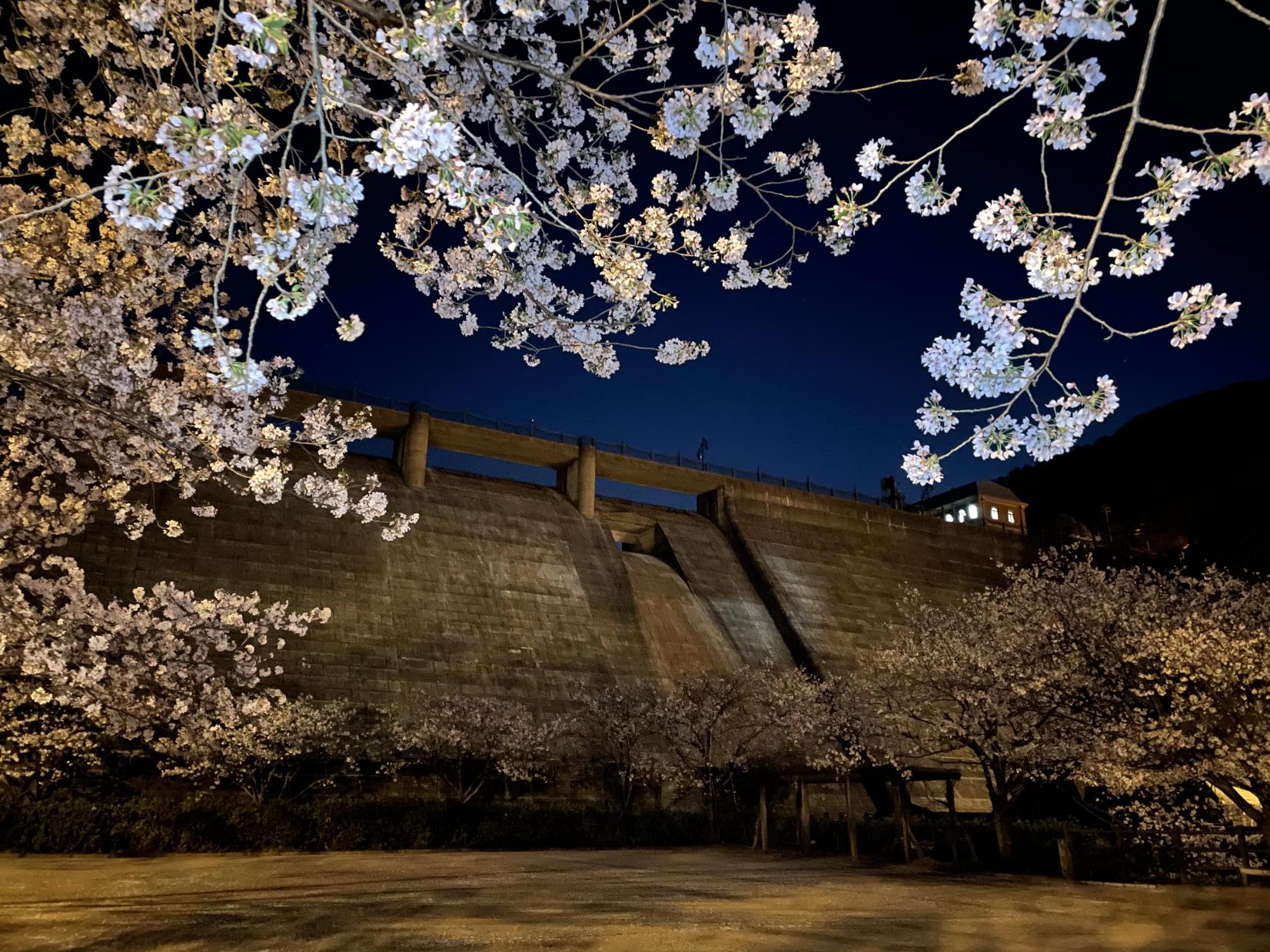 それでは夜桜の画像をどうぞ-0