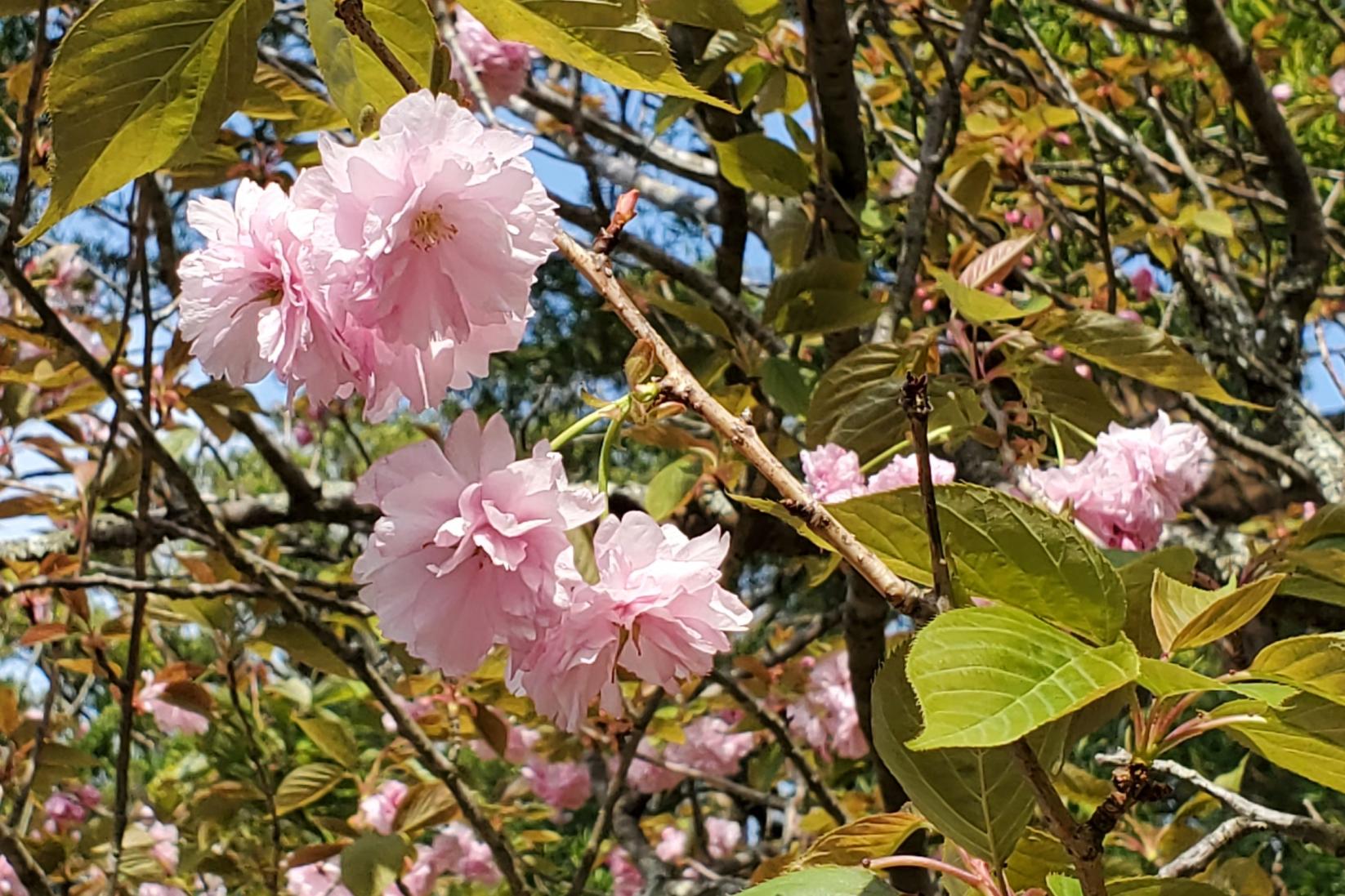 二度咲き桜（ニドザキサクラ）-0