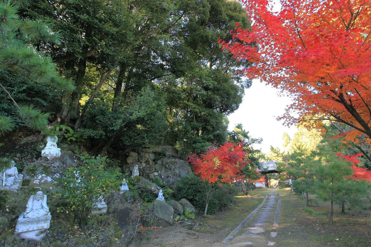 美しい銀杏の絨毯「天祐寺」-1