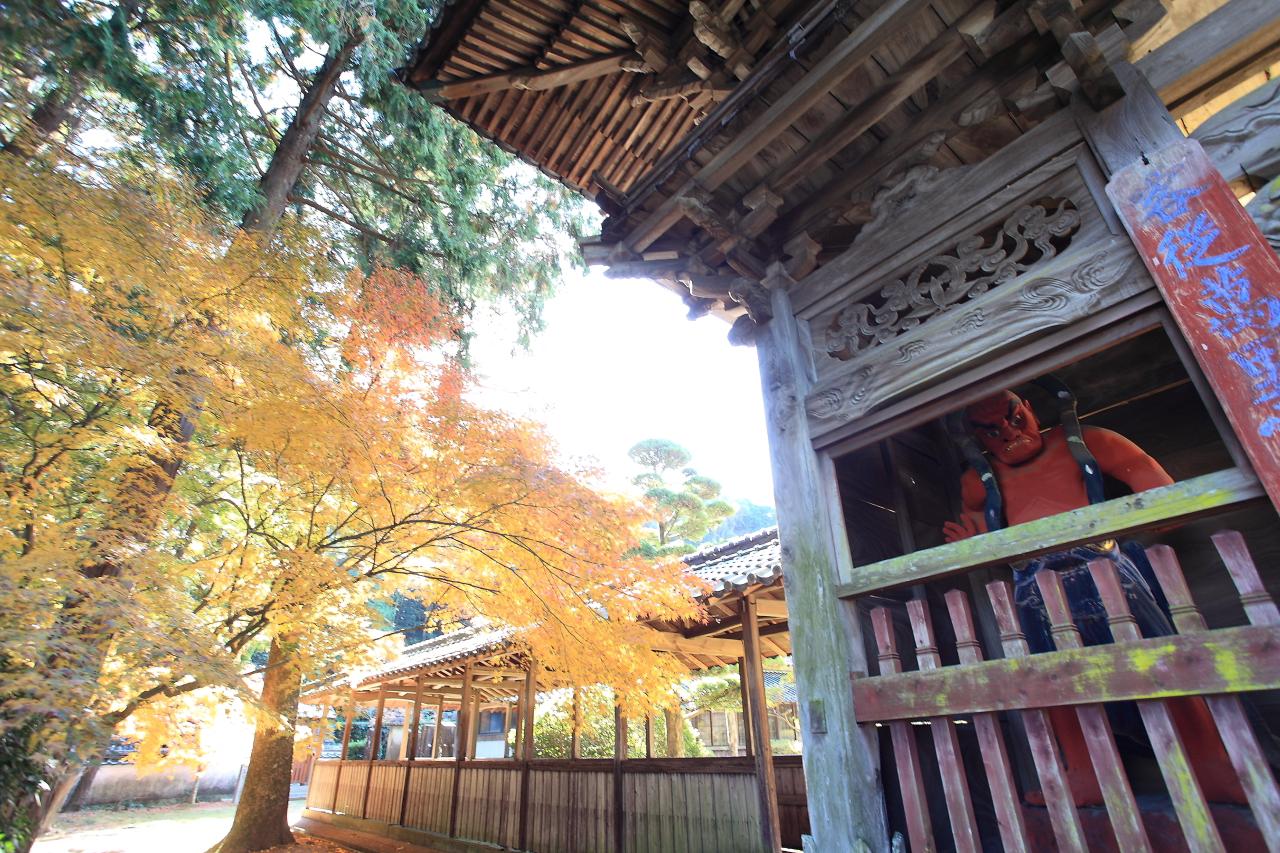 美しい銀杏の絨毯「天祐寺」-4