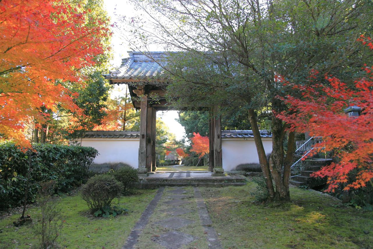 美しい銀杏の絨毯「天祐寺」-6