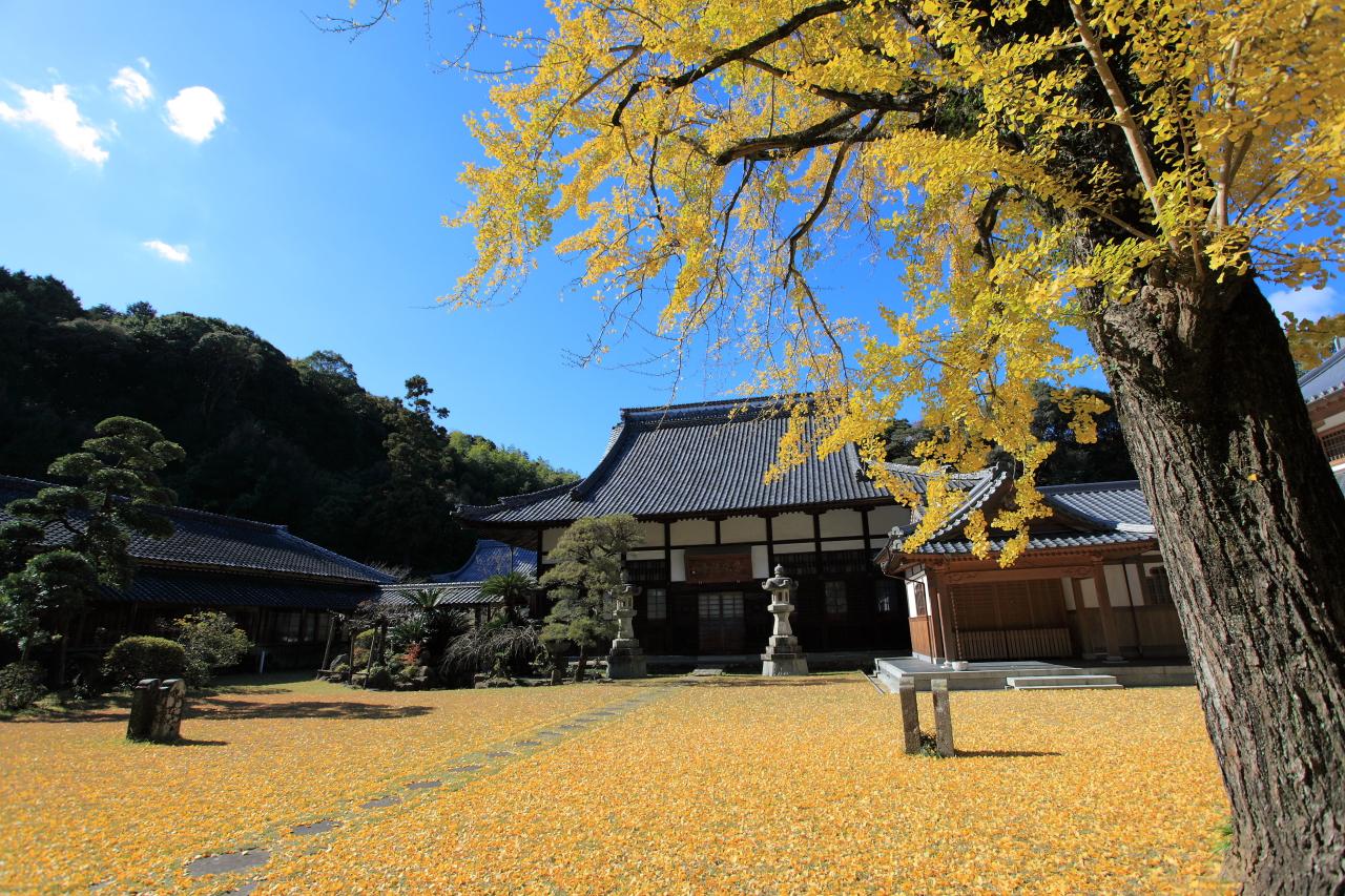 美しい銀杏の絨毯「天祐寺」-2