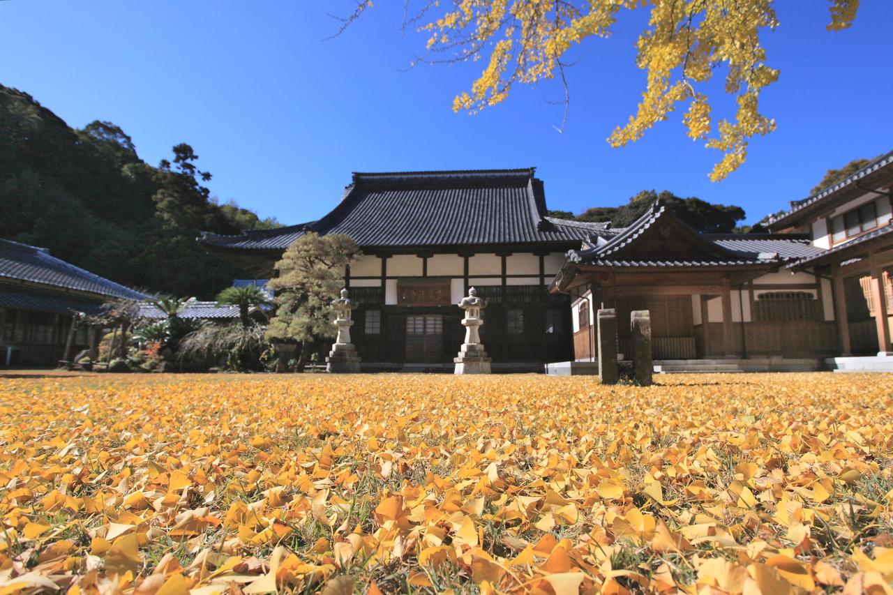 美しい銀杏の絨毯「天祐寺」-0