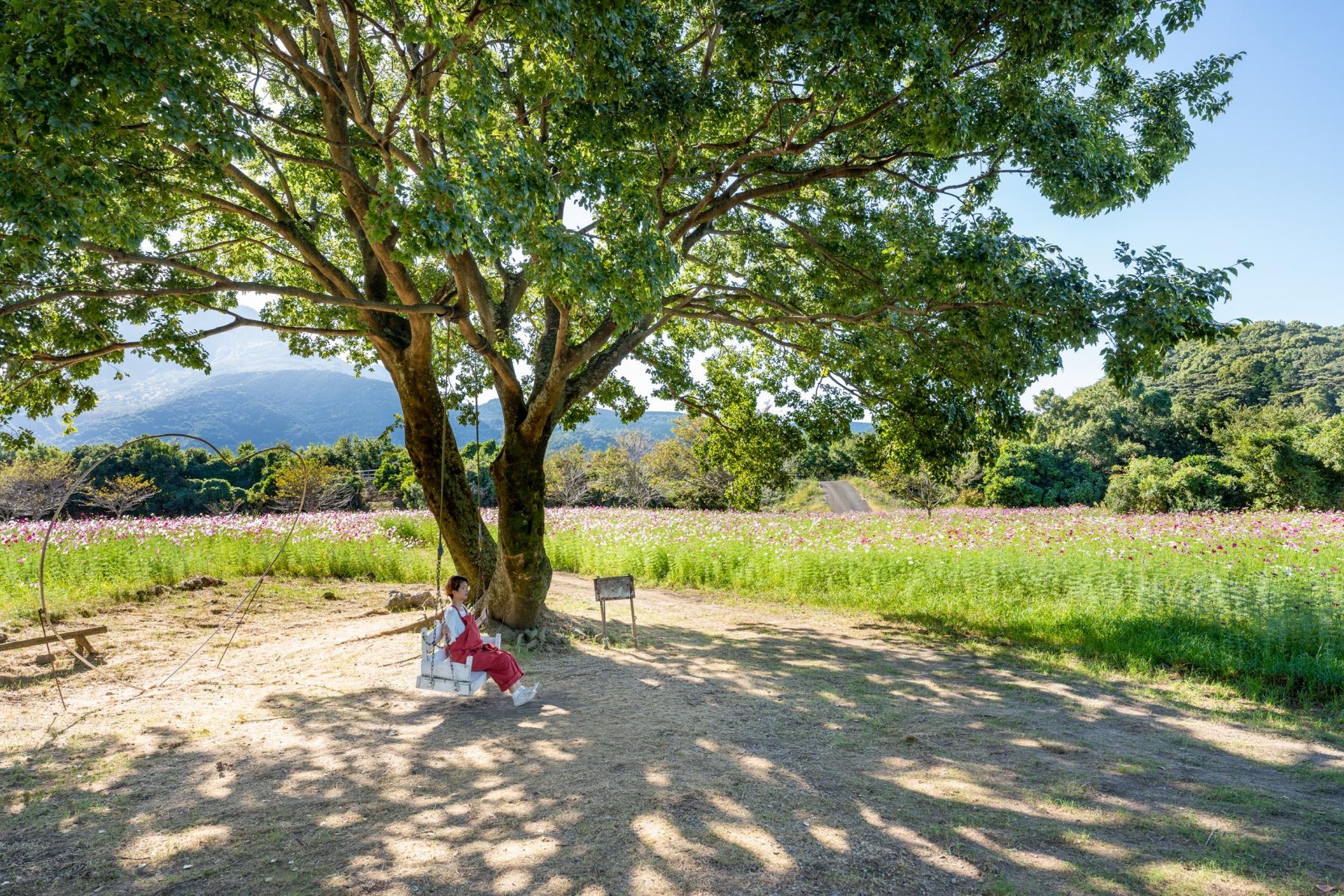長崎県の絶景ブランコ#08 しまばら火張山花公園-2