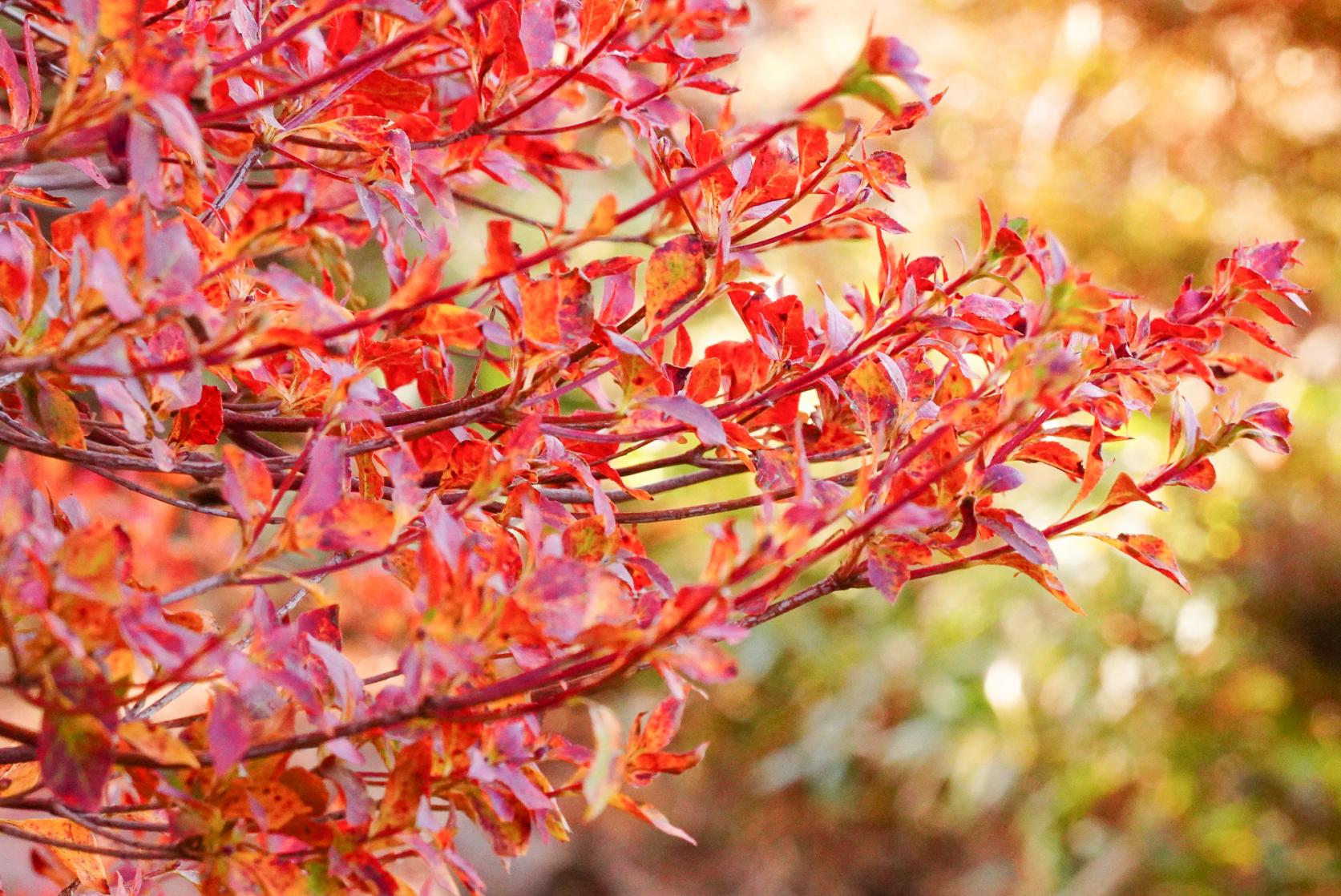 11月は雲仙へ紅葉狩りに出かけよう！-0