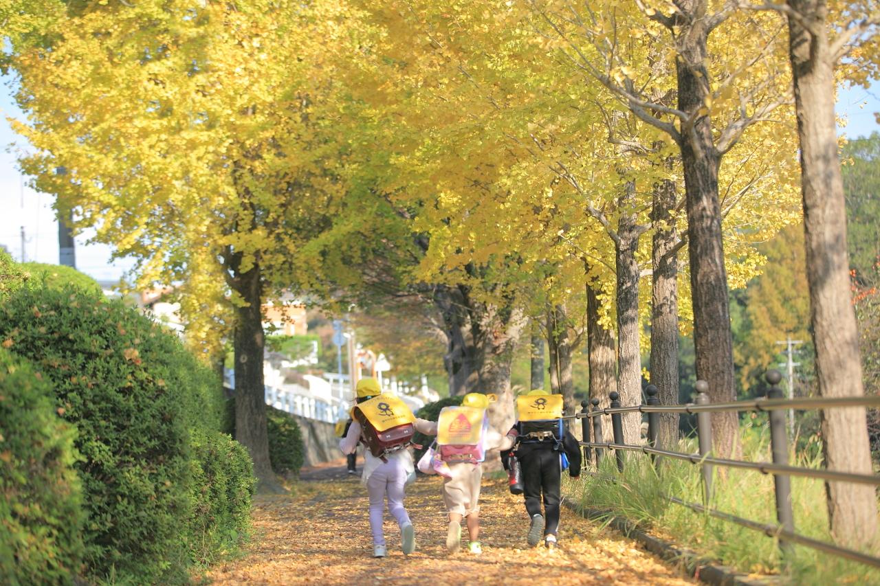 銀杏のトンネルが美しい小学校へと続く並木道-4