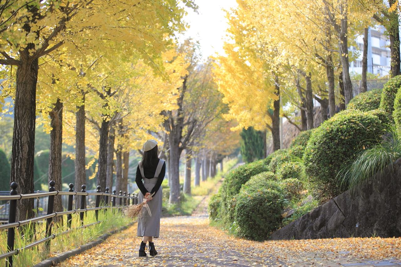 銀杏のトンネルが美しい小学校へと続く並木道-0